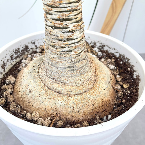 トックリラン ポニーテール ノリナ【現品】観葉植物 大型 室内 その他