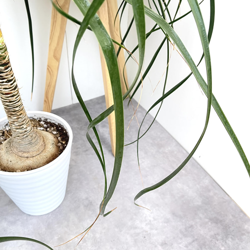 トックリラン ポニーテール ノリナ【現品】観葉植物 大型 室内 その他