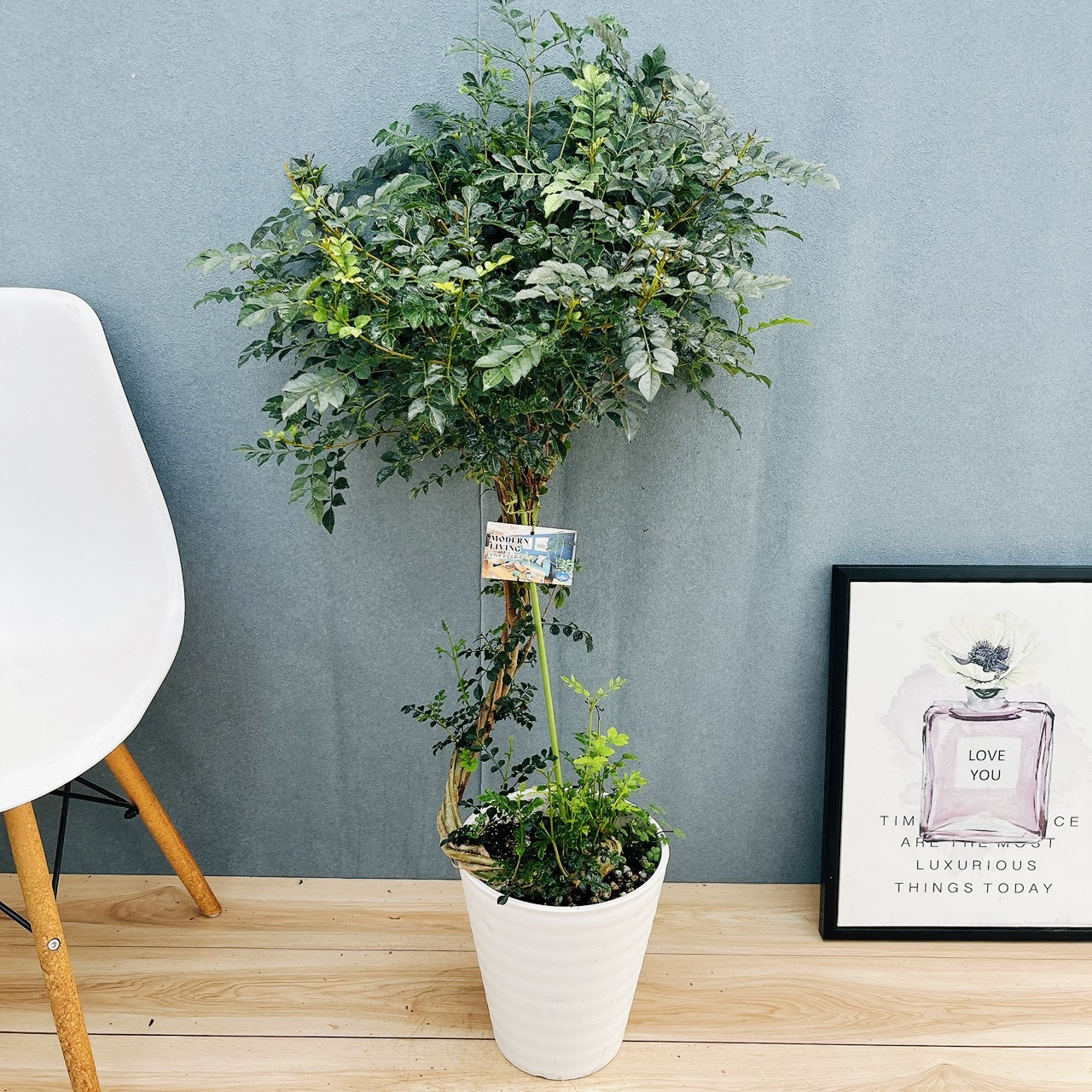 ［現品］2番　シマトネリコ　曲がり　10号　観葉植物　大型　屋外　ベランダ　おしゃれ