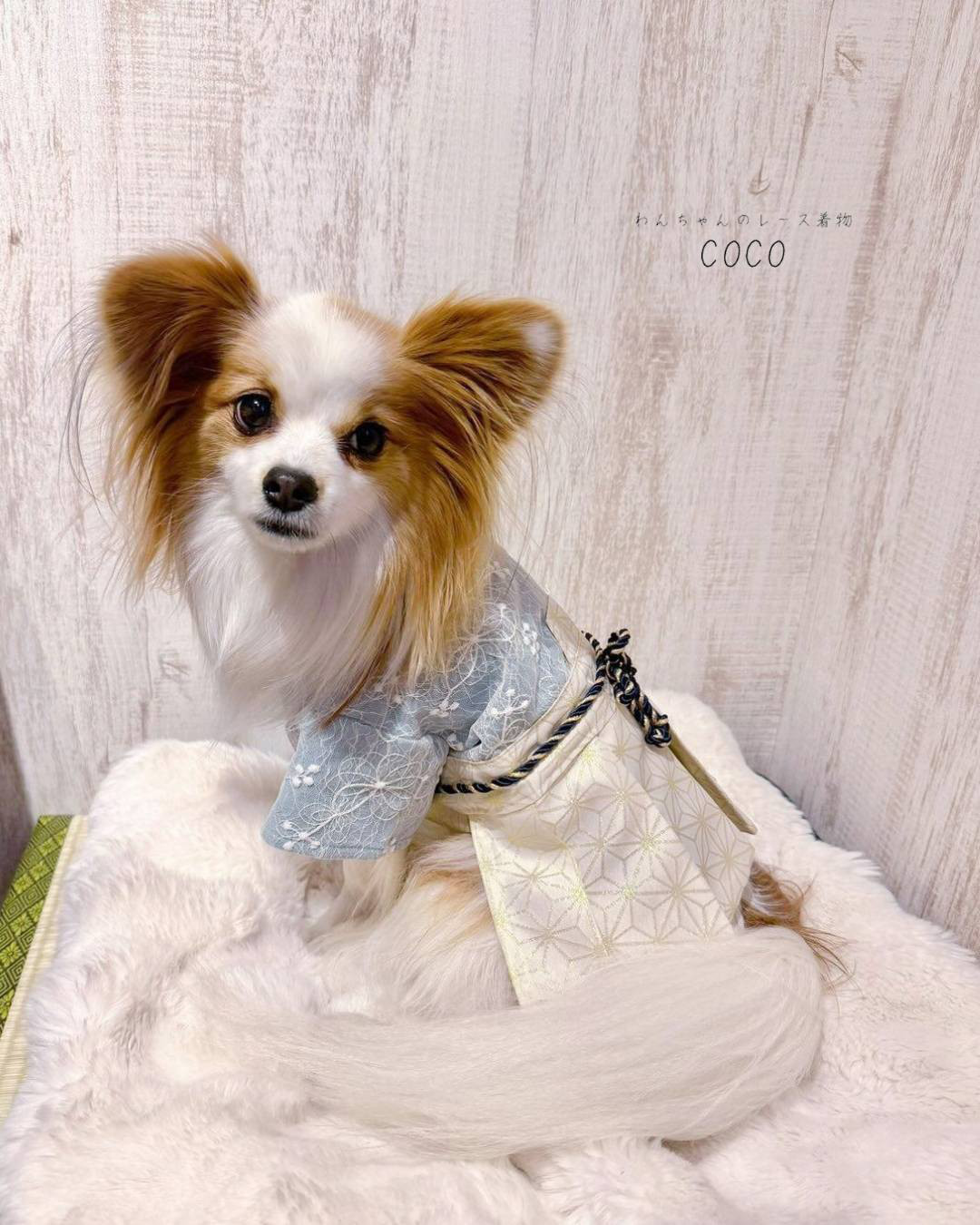 【犬服袴】ꕤ繊細にきらめく可憐なお花/麻の葉  レース着物　袴