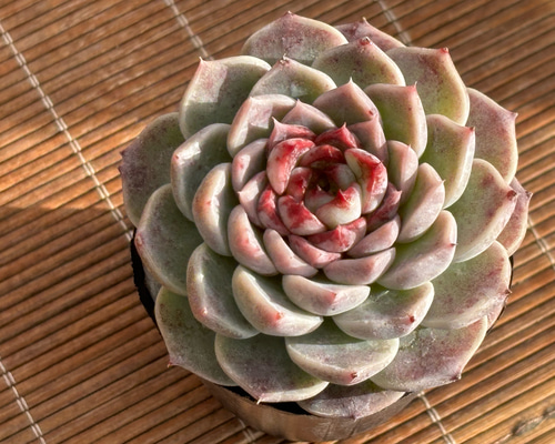 レッドベルベット ハウス直送 多肉植物 エケベリア 園芸 多肉植物 SORA