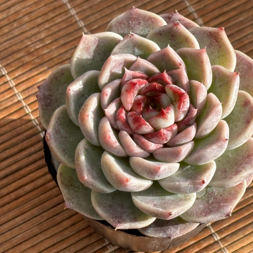 レッドベルベット ハウス直送 多肉植物 エケベリア 園芸 多肉植物 SORA