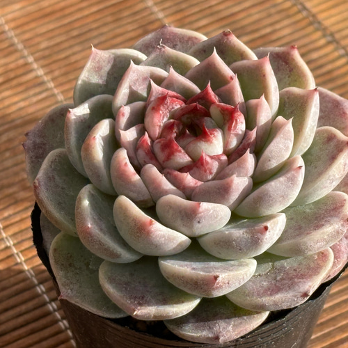 レッドベルベット ハウス直送 多肉植物 エケベリア 園芸 多肉植物 SORA