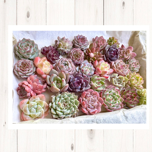 いろどりエケmix とつぶつぶSet＊多肉植物 多肉植物 annemoca 通販