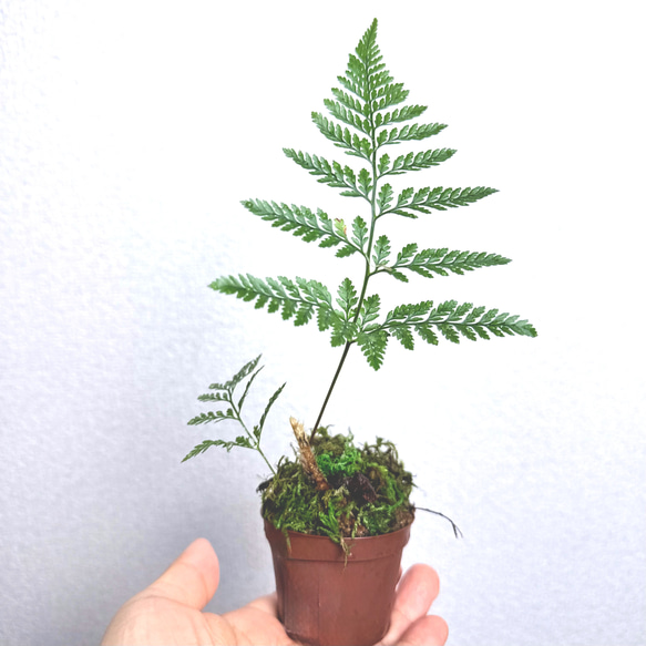 縁起が良い✨トキワシノブ(常盤忍)シダ、着生植物、ダバリアラビット