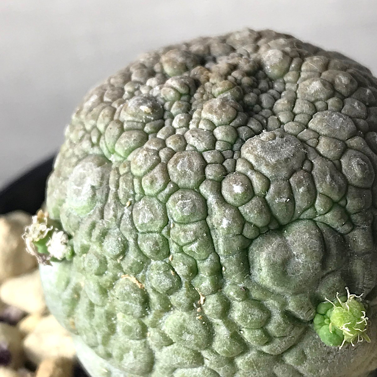 プセウドリトス ミギウルティヌス ＊ 塊根植物 多肉植物 珍奇植物