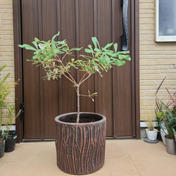 再販♡ 大きめ♪オリーブの木 エルグレコ お洒落 タイルストーン