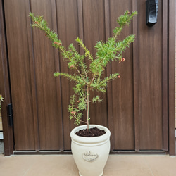 大きめ♪オリーブの木 エルグレコ 大型お洒落テラコッタ鉢植え 苗