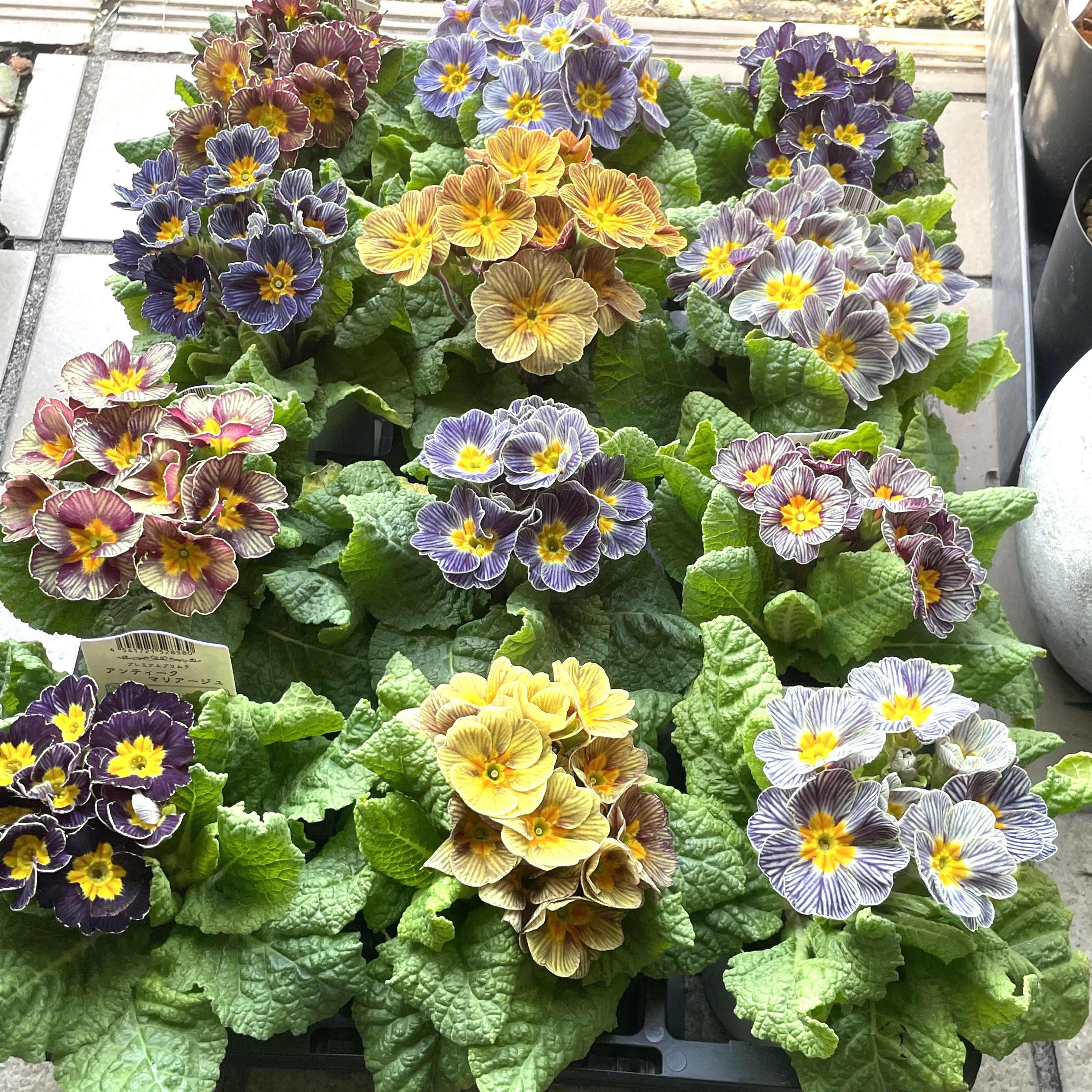 松原園芸オリジナル プリムラ アンティークマリアージュ くすみ色が