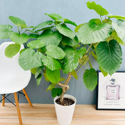 現品］4番 フィカス アルテシマ 曲がり 8号 観葉植物 室内 大型 ゴムの