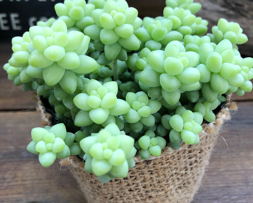 多肉植物 ぷくぷくセット♡恋心♡ビアポップ♡ 赤ちゃんビアポップ♡淡い色合い♡もりもり♡可愛い多肉植物 アート