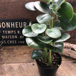 アグラオネマ ロータス デライト「Aglaonema Lotus Delight」 観葉植物