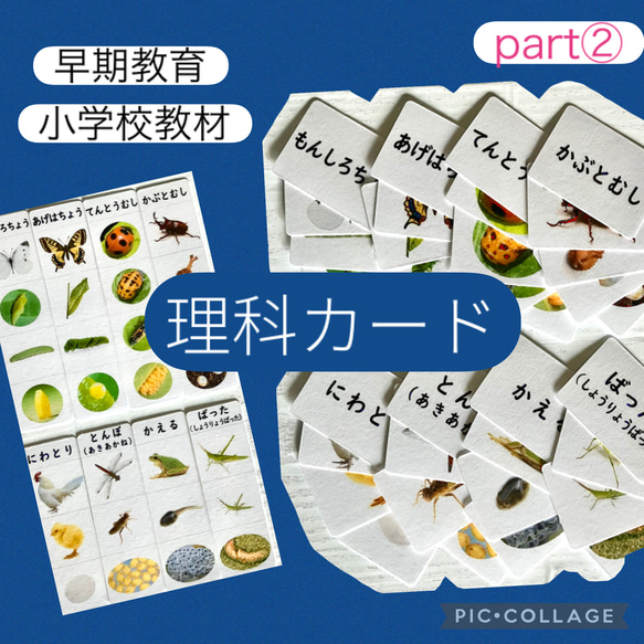 理科カード② 理科 家庭学習 小学校教材 早期教育 療育支援 学習教材