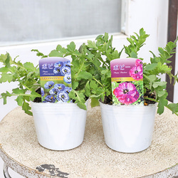 花苗 クリソセファラム 2.5号ポット 多年草 四季咲き シルバーリーフ