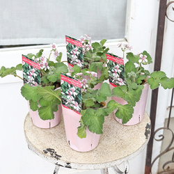 花苗 常緑樹 メラレウカ・ティーツリー トピアリー仕立て 4号ポット