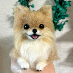羊毛 伏せをする にこにこポメラニアン 送料無料 クリーム 羊毛