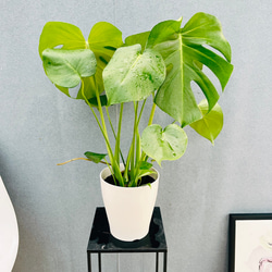 現品］【希少】1番 ☆珍しい☆ フィロデンドロン ワルセウィッチー 8号