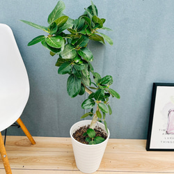 現品］12番 フィカス ウンベラータ 観葉植物 室内 大型 ゴムの木 人気