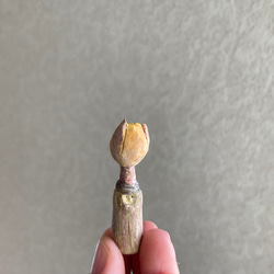 10002.bud 冬芽 6枚目の画像