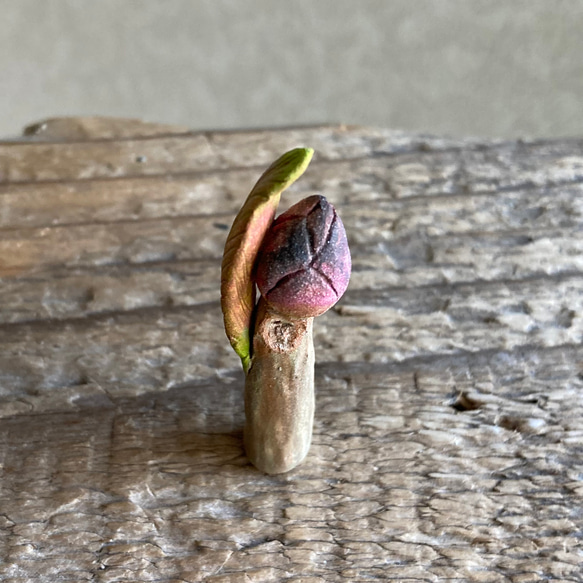 10004.bud 冬芽 3枚目の画像