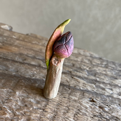 10004.bud 冬芽 2枚目の画像