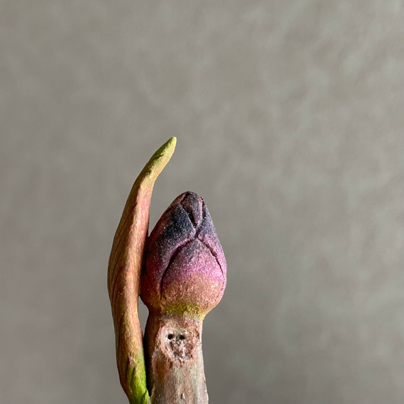 10004.bud 冬芽 6枚目の画像
