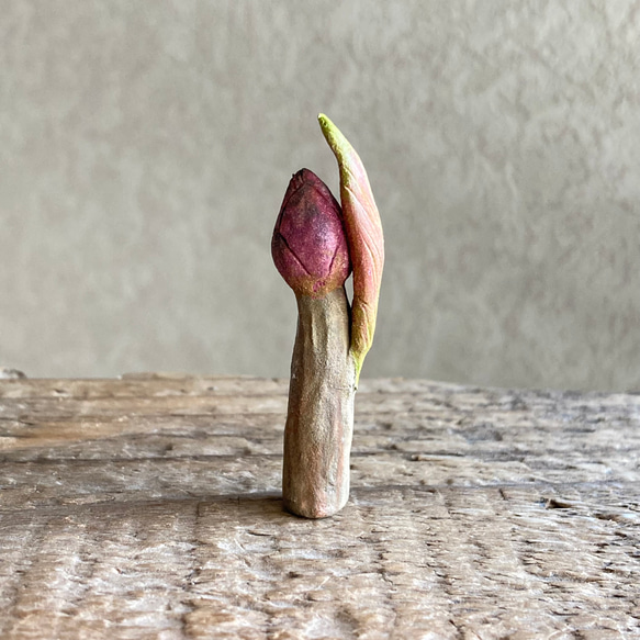 10004.bud 冬芽 5枚目の画像