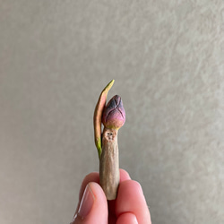 10004.bud 冬芽 7枚目の画像