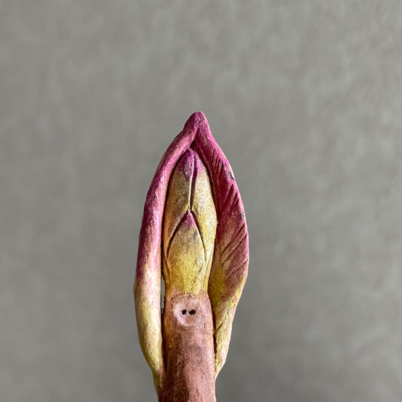 10005.bud 冬芽 5枚目の画像