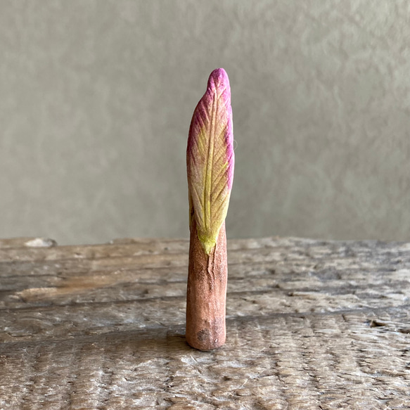 10005.bud 冬芽 3枚目の画像