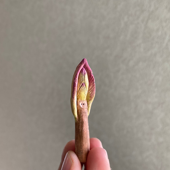 10005.bud 冬芽 6枚目の画像