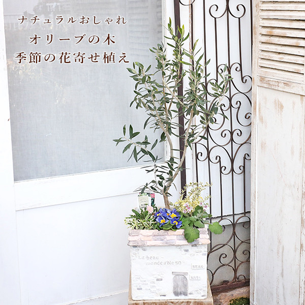 現品販売 オリーブの木 季節の花寄せ植え アラビス＆エロディウム HOUSE型ナチュラルテラコッタ
