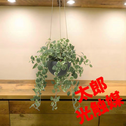 光触媒　人工観葉植物　ウォールグリーン　フェイクグリーン　ユーカリツリー100 光触媒 人工観葉植物 ウォールグリーン フェイクグリーン ユーカリ高さ