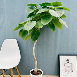 現品］12番 フィカス ウンベラータ 観葉植物 室内 大型 ゴムの木 人気