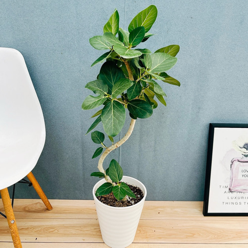 フィカス ベンガレンシス 8号 138cm Spiral tree form フィカス