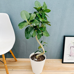 現品］1番 トックリラン 8号 ポニーテール ノリナ 観葉植物 室内 大型