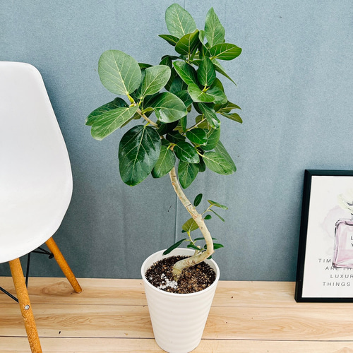 現品］A1 フィカス ベンガレンシス 曲がり 8号 観葉植物 室内 大型