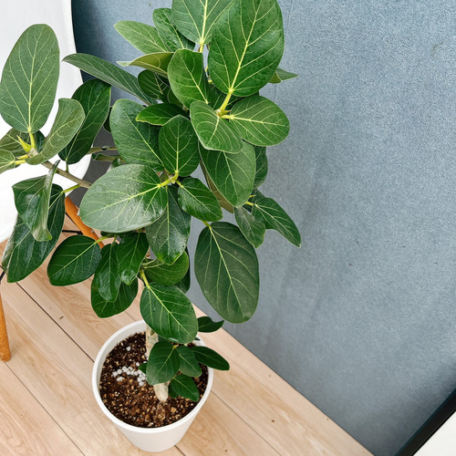 現品］A1 フィカス ベンガレンシス 曲がり 8号 観葉植物 室内 大型