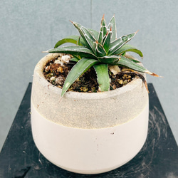 現品］83番 フィカス ベンガレンシス 曲がり 螺旋 8号 観葉植物 室内