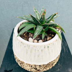 ［現品］【希少】14番　ドラセナコンシンネ　マジナータゴールド　観葉植物　レア 現品］【希少】かっこいい！ 4番 ドラセナ コンシンネ マジナータ