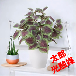 光触媒 人工観葉植物 ウォールグリーン フェイクグリーン パンの木45