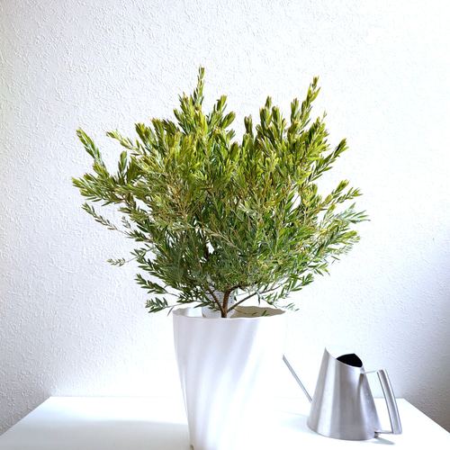 ○限定販売○ ※厳選・希少な大株美樹形 ”極 ミモザの木 アカシア