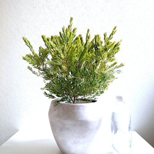 ○限定販売○ ※厳選・希少な大株美樹形 ”極 ミモザの木 アカシア