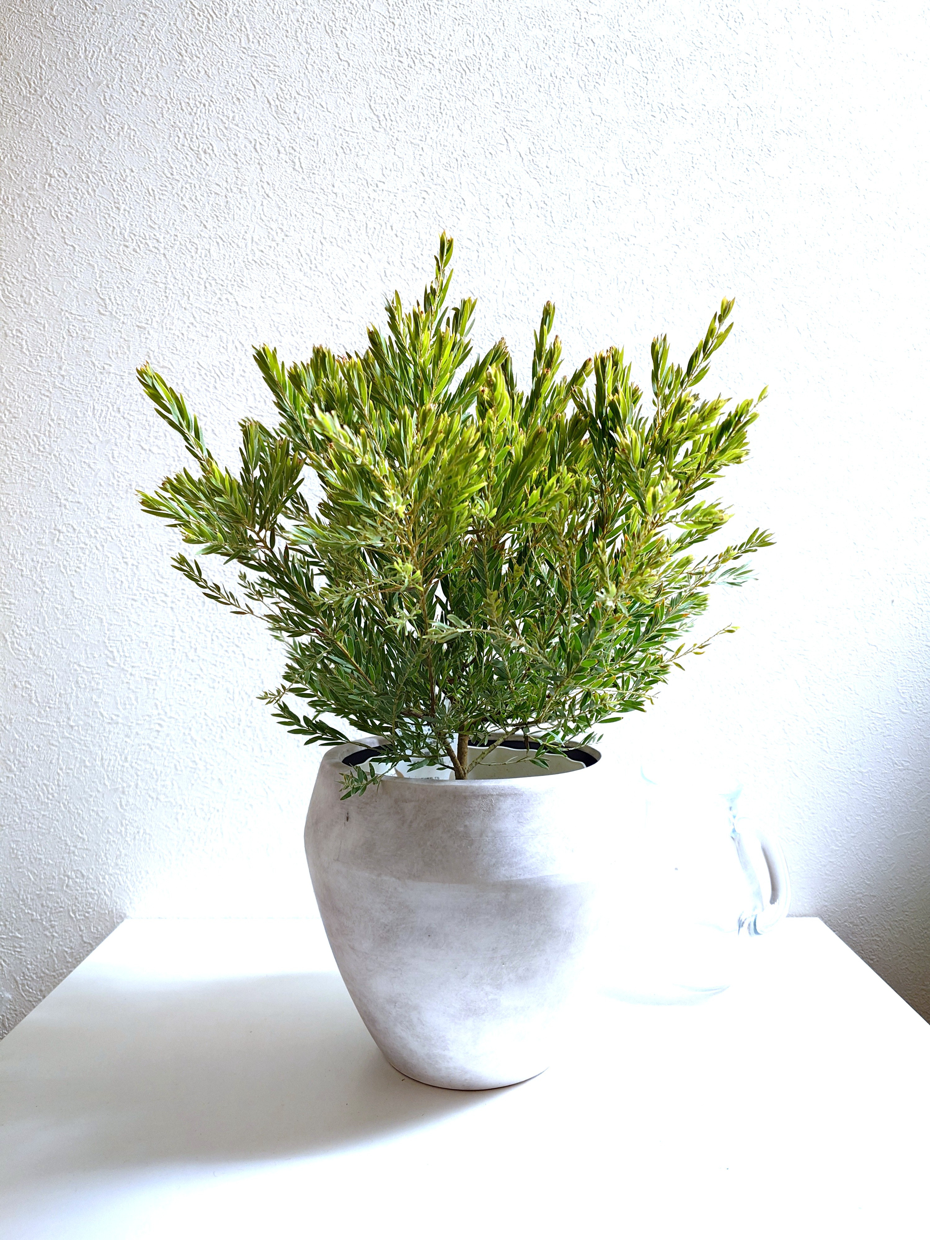 ○限定販売○ ※厳選・希少な大株美樹形 ”極 ミモザの木 アカシア