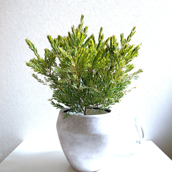 ○限定販売○ ※厳選・希少な大株美樹形 ”極 ミモザの木 アカシア