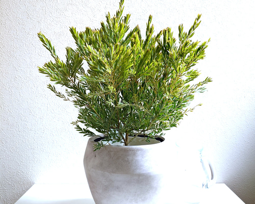 ○限定販売○ ※厳選・希少な大株美樹形 ”極 ミモザの木 アカシア