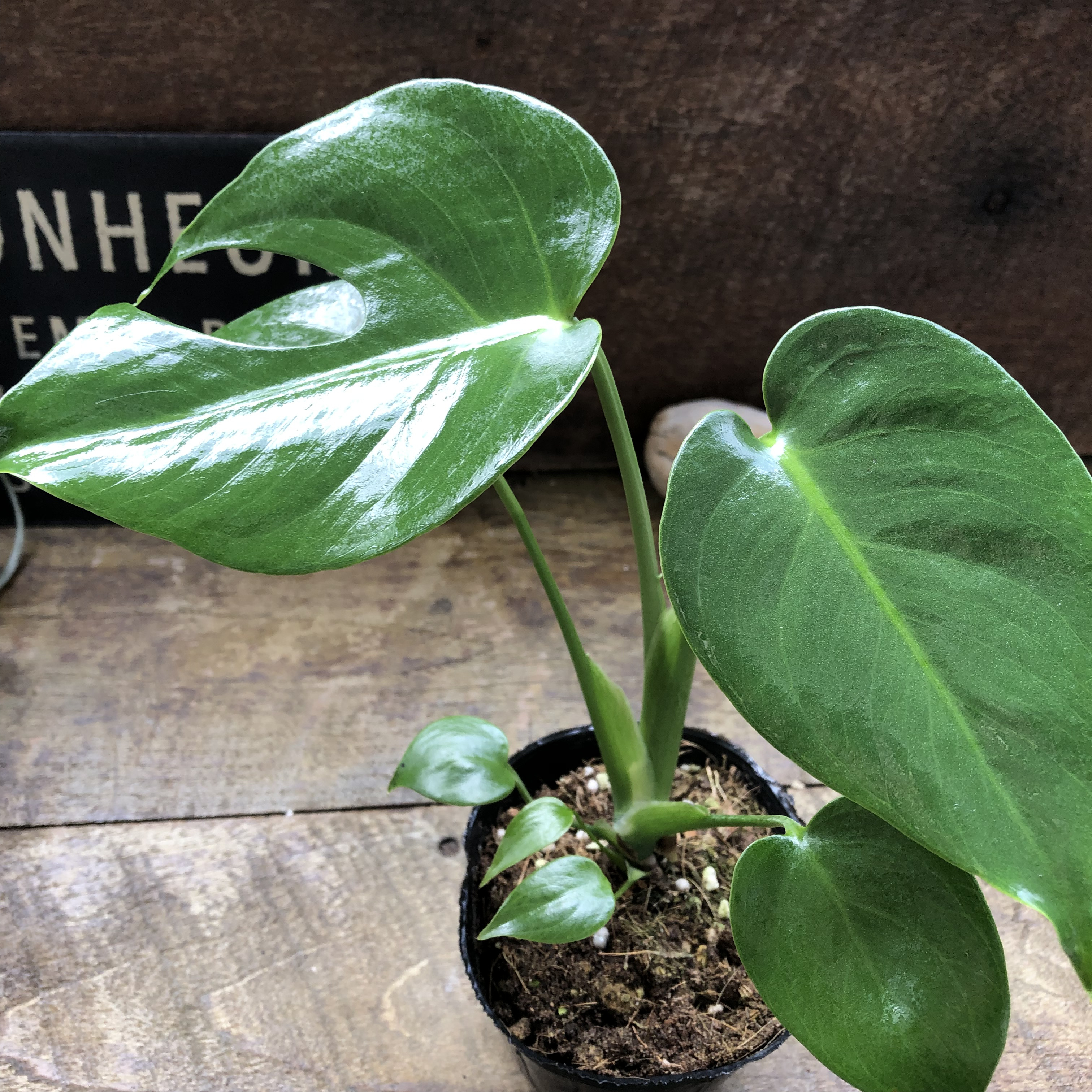 3.5号♡モンステラ　デリシオーサ　コンパクタmonsteradeliciosa compacta 矮性小型