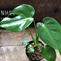 アグラオネマ ロータス デライト「Aglaonema Lotus Delight」 観葉植物