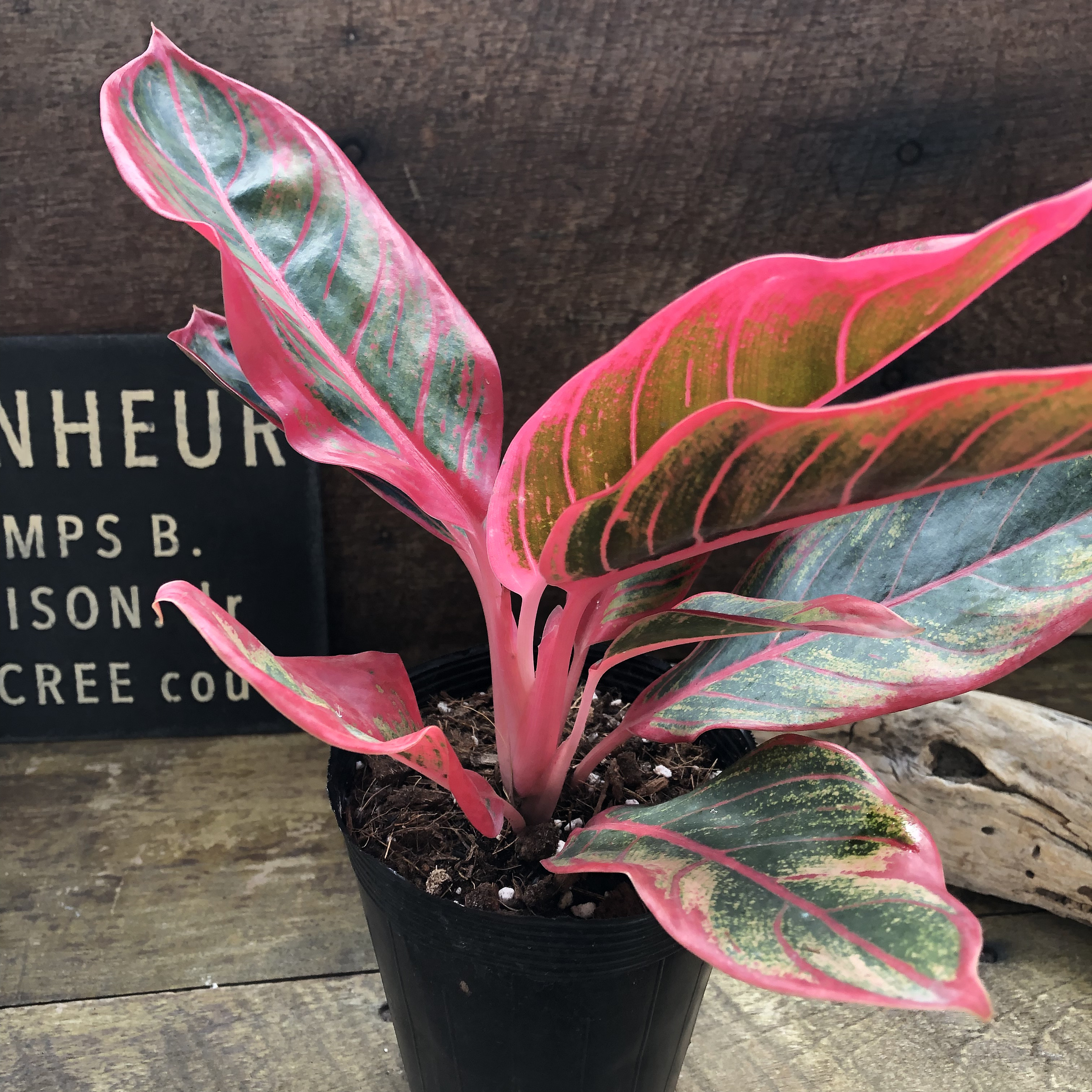 ヤンフォ♡アグラオネマ ♡観葉植物♡インテリア♡ガーデニング