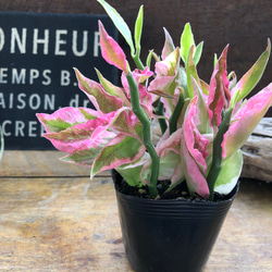 ピンクの縁取り♡トリカラー♡可愛いセダム♡多肉植物♡インテリア